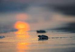 Çukurova Deltası caretta carettaların yuvası oldu! Akyatan Lagünü'nde yavru çıkışları devam ediyor