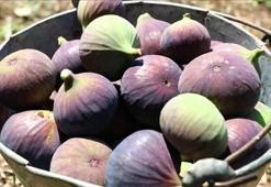 Bursa siyah inciri AB tescili aldı