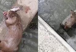 Nesli tükenmekteydi, avladığı balığı yerken görüntülendi! VİDEO