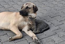Kedi ile köpeğin kıskandıran dostluğu! VİDEO