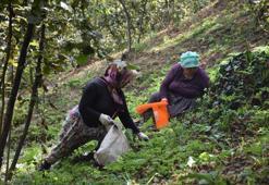 1200 lira günlük yevmiye! Çalıştıracak işçi bulunamıyor
