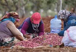 Gaziantep'te fıstık hasadı başladı!