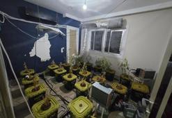 Apartmana sera kurmuşlar: 50 kök Hint keneviri ele geçirildi