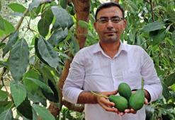 Alanya'da avokado hasadı başladı! Bu yılki hedef 150 milyon