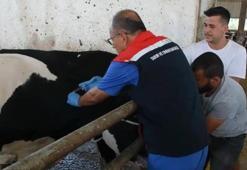 Aydın'da 47 bin doz ücretsiz aşı yapılacak! Hastalıklara karşı çok etkili