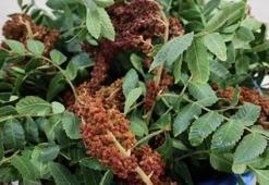 Adana'da Saimbeyli sumağı üretim alanı genişletilerek ekonomiye kazandırılacak