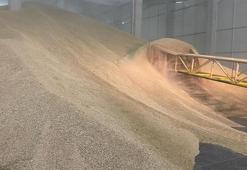 TMO, ürünlerin çürütüldüğü iddialarını yalanladı