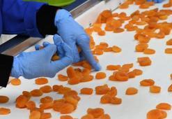 Malatya'da kayısı ile çekirdeği yüz güldürüyor! "Yoğun bir gayretle çalışıyoruz"