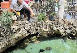 Müşterilerinin bakamadığı kaplumbağaları sahiplendi: 15 yıldır 18 kaplumbağaya gözü gibi bakıyor
