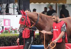 Atlar bu kez satış için yarıştı! Safkan ingiliz taylar yeni sahiplerine kavuştu