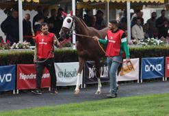 Atlar bukez satış için yarıştı! Şampiyon adayları yeni yuvalarına uğurlandı