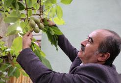 Küresel ısınma cevizi de vurdu: Aşırı sıcaklar nedeniyle kalite kaybı ve dökülmeler yaşandı