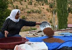 Şırnaklı aile sumak satarak geçimini sağlıyor! Kilosunu 200 liraya satıyorlar