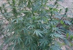 Denizli'de kenevir yetiştiren iki şüpheli fotokapana yakalandı