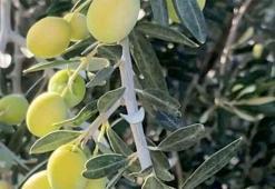 Bu yıl 220 bin ton zeytin rekoltesi bekleniyor