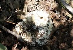 Kastamonu’da mantar yiyen 7 kişi zehirlendi!