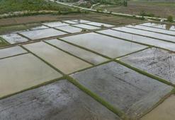 Samsun'da aşırı yağış tarım arazilerine zarar verdi