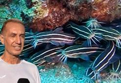 Antalya Körfezi'nde ilk kez görüntülendi! Kritik uyarı geldi, dayanılmaz acı veriyor