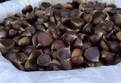 Sinop kestanesi tezgahlarda yerini aldı! Kilosu 300 lira