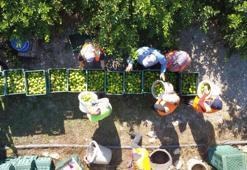 Bakan Bolat duyurdu: Limon ihracatında kısıtı kaldırıldı