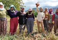 Erzincan'da kadın işçiler önce hasat etti sonra halay çekti