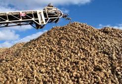 Şeker pancarında ödemeler 30 gün içerisinde yapılacak