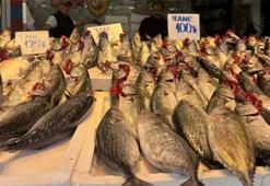 Trabzon'da palamut irileşti, fiyat arttı! Kilosu 125 lira