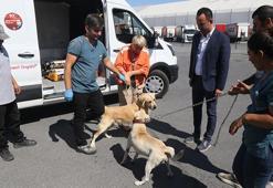 İstanbul'da 176 sokak köpeği bekçi köpeği oldu
