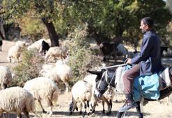 Elazığ'da çobanlara teklif edilen maaş dudak uçuklattı!