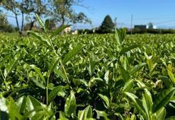 Rize'de yağışlar sonrası güneş açtı, çayda 4. sürgün gözüktü! Yeniden yeşermeye başladı