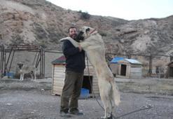 Küresel ısınma Kangalların rengini değiştirdi