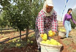 Doğanşehir'de elma hasadı başladı! Kilosu 10 lira