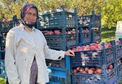 Denizli'de elma rekoltesi üreticinin yüzünü güldürdü