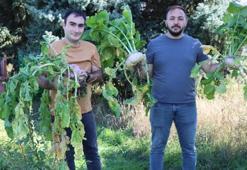 Lokman Hekim tarlasının önünden geçmek bile yeterli diyor! Erzincan'da üretiliyor, faydası saymakla bitmiyor