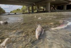 Muş'un Karasu Nehri'nde balık ölümleri başladı
