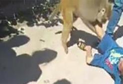 Adana'da maymun çocuğa saldırdı! Kameralar anbean kaydetti