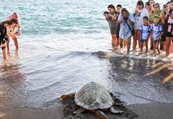 Antalya'da yaralı 2 caretta caretta tedavi ve rehabilitasyon sonrası denize bırakıldı