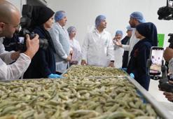 Balıkesir'de çiftçiden 90 TL'ye alıp 41 dolara satıyorlar! Amerika pazarına tepeden girdiler