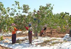 Mardin'de 20 bin dönümlük alanda fıstık hasadı başladı