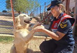 Elazığ'da jandarma ekipleri, sokak hayvanlarını unutmadı