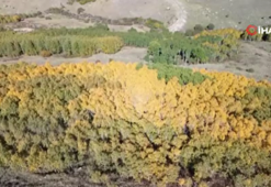 Sarıkamış ormanlarında sonbahar renkleri göz kamaştırıyor