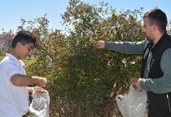 Sarıkamış’ta kuşburnu zamanı! 2 bin 500 rakımda mesai başladı