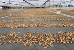 Kuru incir ihracatı 292 milyon dolara yükseldi! Türkiye ekonomisine büyük katkı