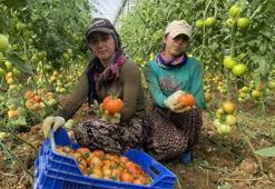 Antalya'da sera domatesinin ilk hasadı yapıldı