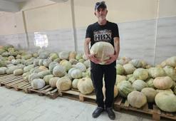 İklim krizine bağlı gıda krizine bir çözüm de Aydın'dan geldi: Düşük kalorili tahıl alerjisi olanlara güvenli bir alternatif