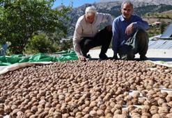 Adana'da Saimbeyli Çeralan cevizi tescil yolunda