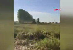 Iğdır'da bir vatandaş mısır tarlasına zarar veren ayıyı kovaladı