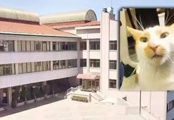Kedi Faruk'un camdan itilmesine ilişkin dava da istenen ceza belli oldu