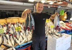 Denizlerde balık bolluğu: Palamutlar irileşti, fiyatlar yüz güldürüyor