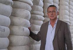 Aydın Söke Ovası'nda pamuk üretiminde verim kaybı